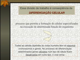Essa divisão de trabalho é conseqüência da  DIFERENCIAÇÃO CELULAR processo que permite a formação de células especializadas  na execução de determinada função do organismo Todas as células diplóides do corpo humano têm os  mesmos  cromossomos e genes. No processo de diferenciação determinados genes  ativados  num tipo de célula ficam  desativados  em outro tipo, e vice-versa 