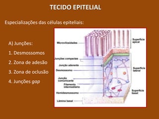 TECIDO EPITELIAL Especializações das células epiteliais: A) Junções: 1. Desmossomos 2. Zona de adesão 3. Zona de oclusão 4. Junções gap 