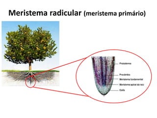 Meristema radicular (meristema primário)
 