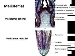 Meristemas
Meristemas caulinar
Meristemas radicular
 