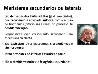 Meristema secundários ou laterais
• São derivados de células adultas (já diferenciadas),
que recuperam a atividade mitótica com o auxílio
de hormônios (citocinina) através do processo de
desdiferenciação;
• Responsáveis pelo crescimento secundário (em
espessura) da planta
• São exclusivos de angiospermas dicotiledôneas e
gimnospermas.
• Estão presentes no interior das raízes e caule
• São o câmbio vascular e o felogênio (secundários)
 