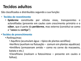 Tecidos adultos
São classificados e distribuídos segundo a sua função:
• Tecidos de revestimento
• Epiderme constituída por células vivas, transparentes e
aclorofiladas (presente em caules com crescimento primário e o
súber, que é parte da periderme, mas externo (constitui-se como
a “casca ou cortiça”)
• Tecidos de preenchimento
• Parênquimas:
• Aquífero (acumulam água – típico de plantas xerófilas)
•Aerífero (auxiliam na flutuação – comum em plantas aquáticas)
•Amilífero (armazenam amido – como no cerne da macaxeira,
batata e etc.)
•Clorofiliano (realizam a fotossíntese – presente em caules e
folhas).
 