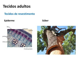 Tecidos adultos
Epiderme Súber
Tecidos de revestimento
 