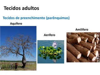 Tecidos adultos
Tecidos de preenchimento (parênquimas)
Aquífero
Aerífero
Amilífero
 