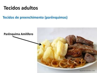 Tecidos adultos
Tecidos de preenchimento (parênquimas)
Parênquima Amilífero
 