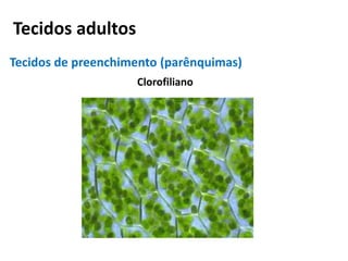 Tecidos adultos
Tecidos de preenchimento (parênquimas)
Clorofiliano
 