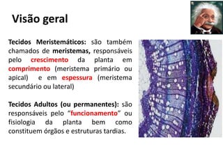 Visão geral
Tecidos Meristemáticos: são também
chamados de meristemas, responsáveis
pelo crescimento da planta em
comprimento (meristema primário ou
apical) e em espessura (meristema
secundário ou lateral)
Tecidos Adultos (ou permanentes): são
responsáveis pelo “funcionamento” ou
fisiologia da planta bem como
constituem órgãos e estruturas tardias.
 