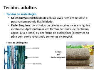 Tecidos adultos
• Tecidos de sustentação
• Colênquima: constituído de células vivas ricas em celulose e
pectina com grande flexibilidade
• Esclerênquima: constituído de células mortas ricas em lignina
e celulose. Apresentam-se em formas de feixes (ex: cânhamo,
agave, juta e linho) ou em forma de esclereídes (presentes na
pêra bem como revestindo sementes e caroços).
Feixes de Colênquima:
Feixes
de
Esclerênquima:
 