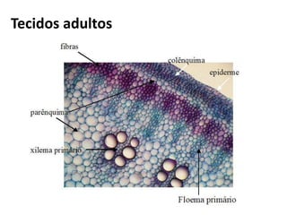 Tecidos adultos
 