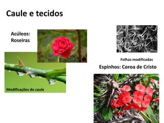 Caule e tecidos
Acúleos:
Roseiras
Modificações do caule
Espinhos: Coroa de Cristo
Folhas modificadas
 