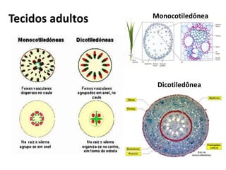 Tecidos adultos Monocotiledônea
Dicotiledônea
 