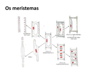 Os meristemas
 