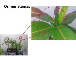 Os meristemas
 