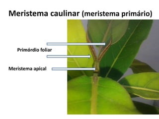 Meristema apical
Primórdio foliar
Meristema caulinar (meristema primário)
 