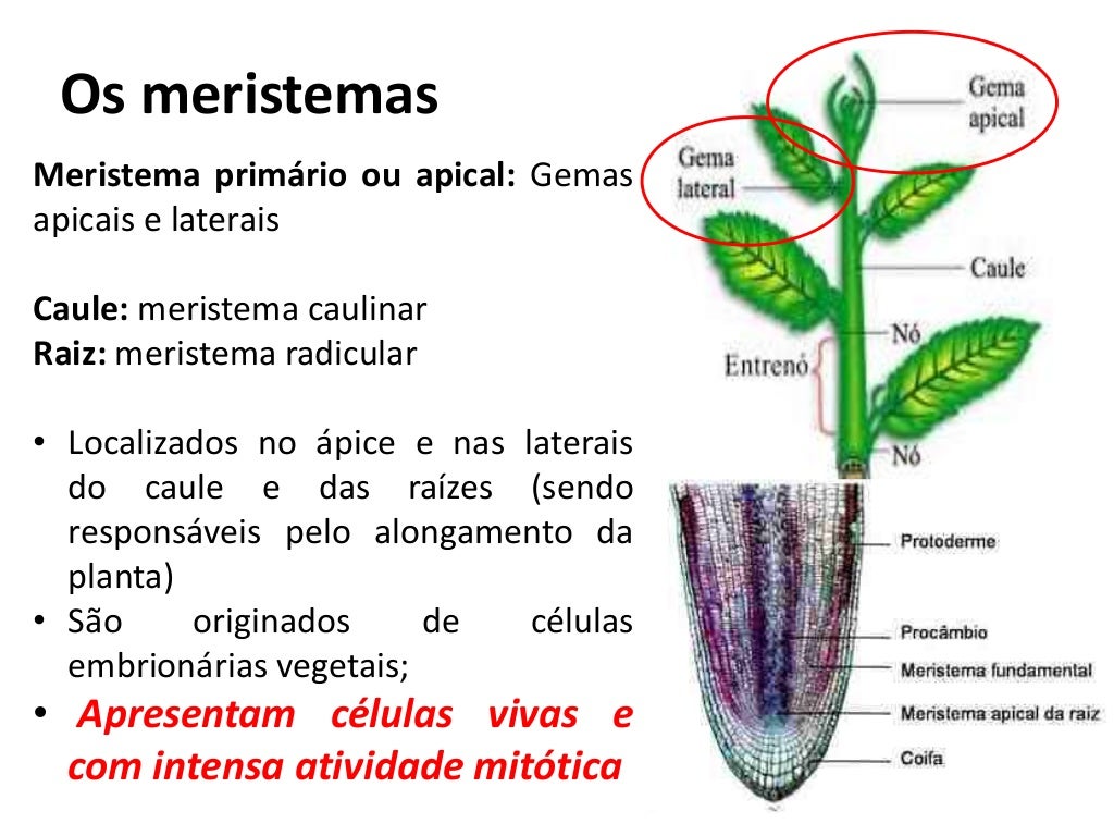 Aula tecidos vegetais Aula tecidos vegetais
