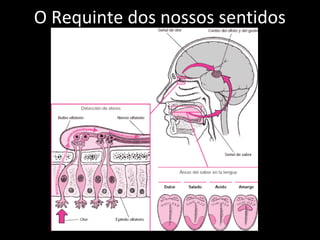 O Requinte dos nossos sentidos
 