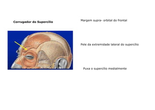 Corrugador do Supercílio
Margem supra- orbital do frontal
Pele da extremidade lateral do supercílio
Puxa o supercílio medialmente
 