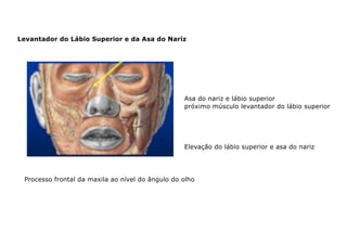 Levantador do Lábio Superior e da Asa do Nariz
Processo frontal da maxila ao nível do ângulo do olho
Asa do nariz e lábio superior
próximo músculo levantador do lábio superior
Elevação do lábio superior e asa do nariz
 