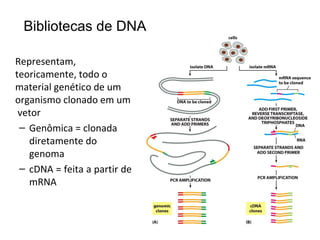 Bibliotecas de DNA

Representam,
teoricamente, todo o
material genético de um
organismo clonado em um
 vetor
 – Genômica = clonada
   diretamente do
   genoma
 – cDNA = feita a partir de
   mRNA
 