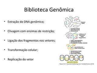 Biblioteca Genômica
• Extração do DNA genômico;

• Clivagem com enzimas de restrição;

• Ligação dos fragmentos nos vetores;

• Transformação celular;

• Replicação do vetor
 