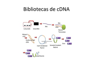 Bibliotecas de cDNA
 