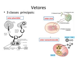 Vetores
• 3 classes principais:
  vetor plasmidial             vetor viral




                          vetor nanoestruturado
 