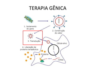 TERAPIA GÊNICA
 