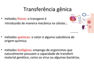 Transferência gênica
• métodos físicos: o transgene é
  introduzido de maneira mecânica na células ;



• métodos químicos: o vetor é alguma substância de
  origem química;

• métodos biológicos: emprego de organismos que
  naturalmente possuem a capacidade de transferir
  material genético, como os vírus ou algumas bactérias.
 