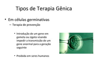 Tipos de Terapia Gênica
• Em células germinativas
  – Terapia de prevenção

     • Introdução de um gene em
       gameta ou zigoto visando
       impedir a transmissão de um
       gene anormal para a geração
       seguinte

     • Proibida em seres humanos
 