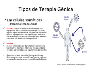 Tipos de Terapia Gênica
    • Em células somáticas
        -Para fins terapêuticos
 Ex- vivo: requer a retirada de células de um
  organismo para cultivo e manipulação in vitro,
  seguidos por subsequente reimplantação destas
  células no organismo. Seus principais atrativos
  são a ausência de resposta imunológica ao vetor
  e a maior eficiência de entrega deste.

 In- vivo:
• In situ: administração do vetor diretamente no
  tecido alvo. De maior interesse clínico embora
  não seja apropriada para alguns tipos de tecidos

•    Sistêmica: maior potencial de uso, embora o
     direcionamento de genes é insuficiente e alguns
     vetores são prontamente removidos pelo fígado
 