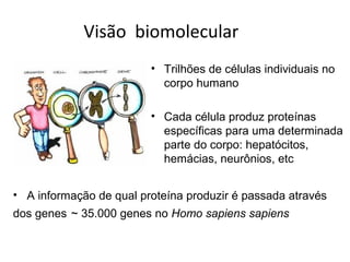 Visão biomolecular
                         • Trilhões de células individuais no
                           corpo humano

                         • Cada célula produz proteínas
                           específicas para uma determinada
                           parte do corpo: hepatócitos,
                           hemácias, neurônios, etc


• A informação de qual proteína produzir é passada através
dos genes ~ 35.000 genes no Homo sapiens sapiens
 