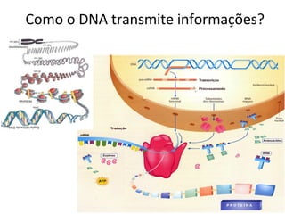 Como o DNA transmite informações?
 