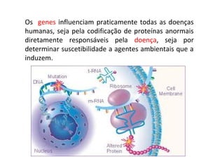 Os genes influenciam praticamente todas as doenças
humanas, seja pela codificação de proteínas anormais
diretamente responsáveis pela doença, seja por
determinar suscetibilidade a agentes ambientais que a
induzem.
 