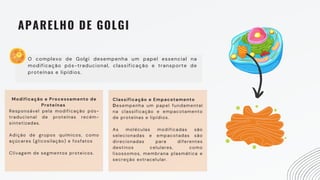 APARELHO DE GOLGI
O complexo de Golgi desempenha um papel essencial na
modificação pós-traducional, classificação e transporte de
proteínas e lipídios.
Modificação e Processamento de
Proteínas
Responsável pela modificação pós-
traducional de proteínas recém-
sintetizadas.
Adição de grupos químicos, como
açúcares (glicosilação) e fosfatos
Clivagem de segmentos proteicos.
Classificação e Empacotamento
Desempenha um papel fundamental
na classificação e empacotamento
de proteínas e lipídios.
As moléculas modificadas são
selecionadas e empacotadas são
direcionadas para diferentes
destinos celulares, como
lisossomos, membrana plasmática e
secreção extracelular.
 