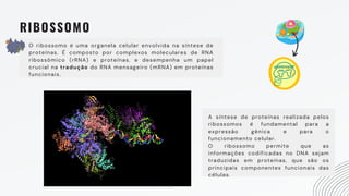 RIBOSSOMO
O ribossomo é uma organela celular envolvida na síntese de
proteínas. É composto por complexos moleculares de RNA
ribossômico (rRNA) e proteínas, e desempenha um papel
crucial na tradução do RNA mensageiro (mRNA) em proteínas
funcionais.
A síntese de proteínas realizada pelos
ribossomos é fundamental para a
expressão gênica e para o
funcionamento celular.
O ribossomo permite que as
informações codificadas no DNA sejam
traduzidas em proteínas, que são os
principais componentes funcionais das
células.
 