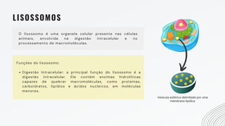 LISOSSOMOS
O lisossomo é uma organela celular presente nas células
animais, envolvida na digestão intracelular e no
processamento de macromoléculas.
Digestão Intracelular: a principal função do lisossomo é a
digestão intracelular. Ele contém enzimas hidrolíticas
capazes de quebrar macromoléculas, como proteínas,
carboidratos, lipídios e ácidos nucleicos, em moléculas
menores.
Funções do lisossomo:
Vesícula esférica delimitada por uma
membrana lipídica
 