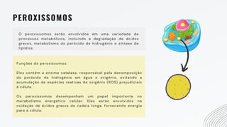 PEROXISSOMOS
O peroxissomos estão envolvidos em uma variedade de
processos metabólicos, incluindo a degradação de ácidos
graxos, metabolismo do peróxido de hidrogênio e síntese de
lipídios.
Funções do peroxissomos:
Eles contêm a enzima catalase, responsável pela decomposição
do peróxido de hidrogênio em água e oxigênio, evitando a
acumulação de espécies reativas de oxigênio (ROS) prejudiciais
à célula.
Os peroxissomos desempenham um papel importante no
metabolismo energético celular. Eles estão envolvidos na
oxidação de ácidos graxos de cadeia longa, fornecendo energia
para a célula.
 