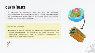 CENTRÍOLOS
O centríolo é composto por um par de cilindros
microtubulares desempenha um papel crucial na organização
do citoesqueleto, envolvida em processos como movimento
celular e transporte intracelular.
Durante a divisão celular, os centríolos desempenham um
papel fundamental na formação do fuso mitótico, uma
estrutura necessária para o correto alinhamento e
segregação dos cromossomos.
Funções do centríolo:
 