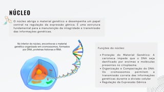 NÚCLEO
O núcleo abriga o material genético e desempenha um papel
central na regulação da expressão gênica. É uma estrutura
fundamental para a manutenção da integridade e transmissão
das informações genéticas.
Proteção do Material Genético: A
carioteca impede que o DNA seja
danificado por enzimas e moléculas
presentes no citoplasma
Organização e Compactação do DNA:
Os cromossomos permitem a
transmissão correta das informações
genéticas durante a divisão celular
Regulação da Expressão Gênica
Funções do núcleo:
No interior do núcleo, encontra-se o material
genético organizado em cromossomos, formados
por DNA, proteínas histonas e RNA.
 