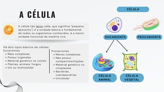 CÉLULA
Mais complexas
Possui organelas
Material genético no núcleo
Plantas, animais, fungos
Uni ou multicelular
Há dois tipos básicos de células:
Eucariontes
A CÉLULA
A célula (do latim cella, que significa "pequeno
aposento") é a unidade básica e fundamental
de todos os organismos conhecidos, é a menor
unidade funcional da matéria viva. EUCARIONTE PROCARIONTE
CÉLULA
ANIMAL
CÉLULA
VEGETAL
Menos complexas
Não possui
compartimentações
Material genético no
citoplasma
Bactérias,
cianobactérias
Unicelular
Procariontes
 