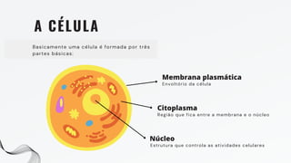 A CÉLULA
Basicamente uma célula é formada por três
partes básicas:
Membrana plasmática
Citoplasma
Núcleo
Envoltório da célula
Região que fica entre a membrana e o núcleo
Estrutura que controla as atividades celulares
 