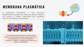 MEMBRANA PLASMÁTICA
A membrana plasmática é uma estrutura
fundamental presente em todas as células animais.
Ela envolve a célula, separando seu conteúdo
interno do ambiente extracelular.
É composta principalmente por uma bicamada
lipídica, na qual estão inseridas várias proteínas. As
moléculas lipídicas, como fosfolipídios e
colesterol, conferem à membrana plasmática sua
fluidez e estabilidade.
 