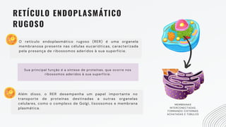RETÍCULO ENDOPLASMÁTICO
RUGOSO
O retículo endoplasmático rugoso (RER) é uma organela
membranosa presente nas células eucarióticas, caracterizada
pela presença de ribossomos aderidos à sua superfície.
Além disso, o RER desempenha um papel importante no
transporte de proteínas destinadas a outras organelas
celulares, como o complexo de Golgi, lisossomos e membrana
plasmática.
MEMBRANAS
INTERCONECTADAS,
FORMANDO CISTERNAS
ACHATADAS E TÚBULOS
Sua principal função é a síntese de proteínas, que ocorre nos
ribossomos aderidos à sua superfície.
 