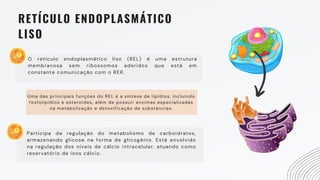 RETÍCULO ENDOPLASMÁTICO
LISO
O retículo endoplasmático liso (REL) é uma estrutura
membranosa sem ribossomos aderidos que está em
constante comunicação com o RER.
Participa da regulação do metabolismo de carboidratos,
armazenando glicose na forma de glicogênio. Está envolvido
na regulação dos níveis de cálcio intracelular, atuando como
reservatório de íons cálcio.
Uma das principais funções do REL é a síntese de lipídios, incluindo
fosfolipídios e esteroides, além de possuir enzimas especializadas
na metabolização e detoxificação de substâncias.
 