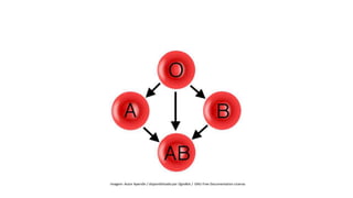 Szbio.blogspot.com
Ciências, 8° ano do Ensino Fundamental
Sistema ABO e Fator RH
Imagem: Autor Apers0n / disponibilizado por OgreBot / GNU Free Documentation License.
 