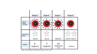 Ciências, 8° ano do Ensino Fundamental
Sistema ABO e Fator RH
Imagem: Autor InvictaHOG / disponibilizado por Spesh531 / Public domain.
Grupo A Grupo B Grupo C Grupo O
tipo de
células
vermelhas
anticorpos no
plasma
antígenos
nenhum
Antígenos A
e B
Antígeno B
Antígeno A nenhum
Anti-A e Anti-B
 