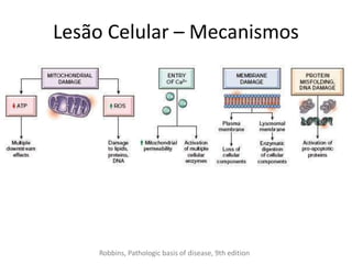 Lesão Celular – Mecanismos
Robbins, Pathologic basis of disease, 9th edition
 