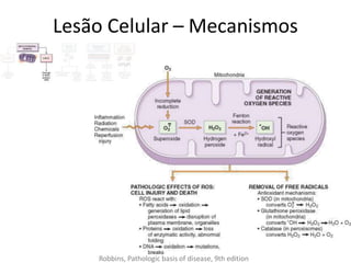 Lesão Celular – Mecanismos
Robbins, Pathologic basis of disease, 9th edition
 