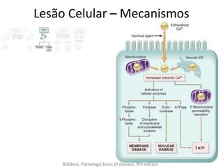 Lesão Celular – Mecanismos
Robbins, Pathologic basis of disease, 9th edition
 
