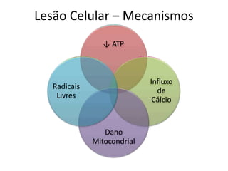 Lesão Celular – Mecanismos
↓ ATP
Influxo
de
Cálcio
Dano
Mitocondrial
Radicais
Livres
 
